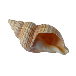 Seashell PNG-37150